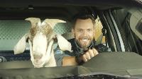 Click to watch 'Goats, Snakes, and Dogs...' (popup) Animal Control